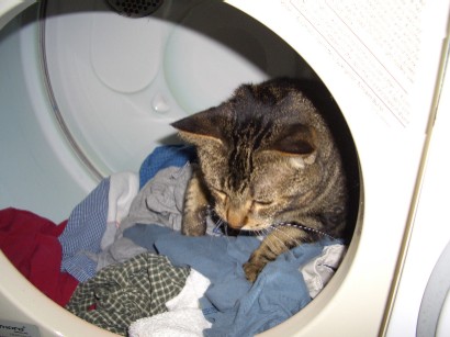 bailey in the drier