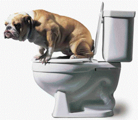 Bulldog on the Thrown