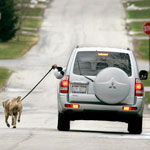 fat_american_walking_dog_from_car