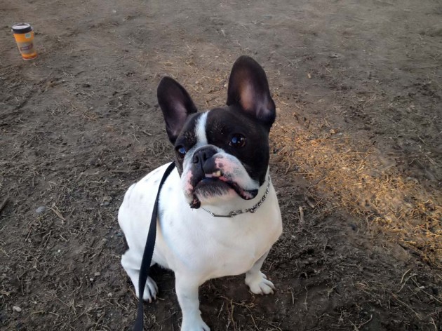 Dog Park Fun