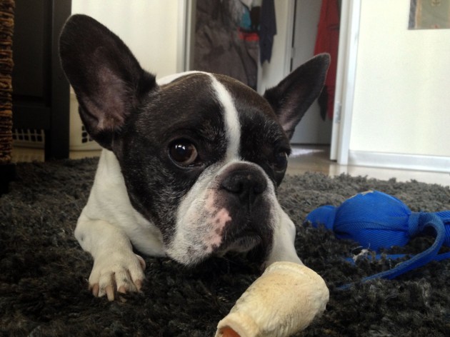 What's that look for? - Monty 9/27/13