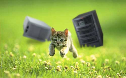 Contact Kitten
